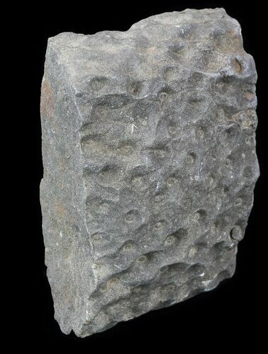 Fossil Lycopod Tree Root (Stigmaria) - Oklahoma #53335